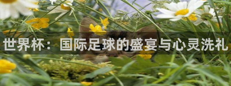 英格兰联赛杯直播：世界杯：国际足球的盛宴与心灵洗礼